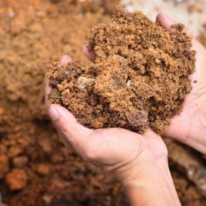 Mushroom Compost